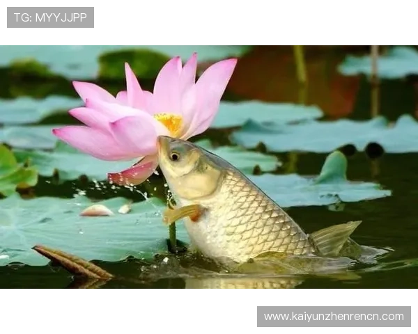 开鱼体育app常见问题与解决方案帮助用户排除使用中的各种困扰提升满意度